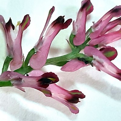 Erdrauch