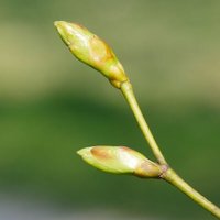 Lindenknospe