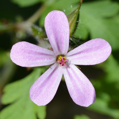 Storchenschnabel