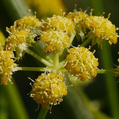 Liebstöckel Blüte