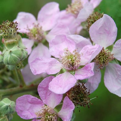 Brombeerblüte