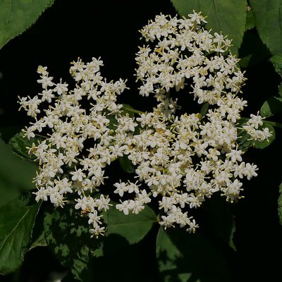 Holunder Blüte
