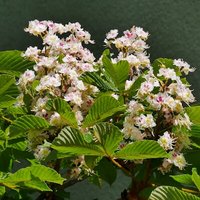 Kastanienblüten weiß