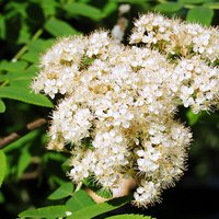 Eberecheblüte