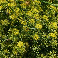 Fenchel Blüte