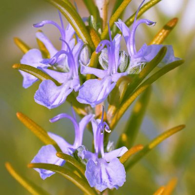 Rosmarin Blüte