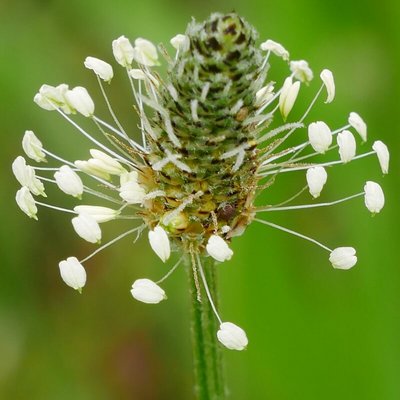Spitzwegerich Blüte