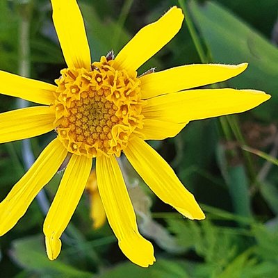 Arnicablüte