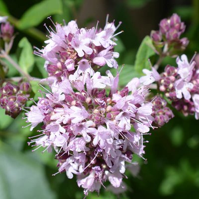 Oregano